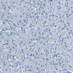 Invitrogen Fibrillin 2 Polyclonal Antibody 100 &mu;L; Unconjugated:Antibodies,