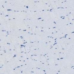 Invitrogen Fibrillin 2 Polyclonal Antibody 100 &mu;L; Unconjugated:Antibodies,