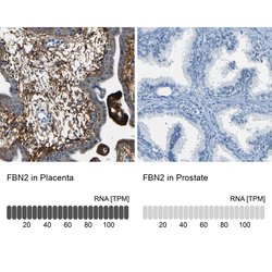 Invitrogen Fibrillin 2 Polyclonal Antibody 100 &mu;L; Unconjugated:Antibodies,