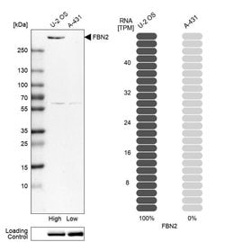 Invitrogen Fibrillin 2 Polyclonal Antibody 100 &mu;L; Unconjugated:Antibodies,