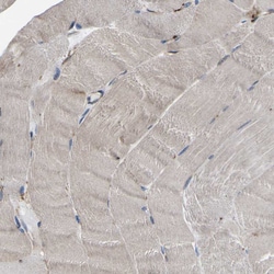 Invitrogen CENTG3 Polyclonal Antibody 100 &mu;L; Unconjugated:Antibodies,