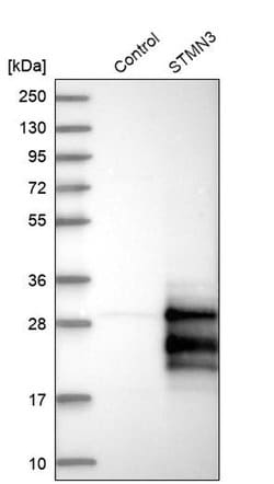 Invitrogen STMN3 Polyclonal Antibody 100 &mu;L; Unconjugated:Antibodies,