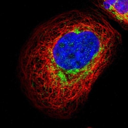 Invitrogen GALNTL4 Polyclonal Antibody 100 &mu;L; Unconjugated:Antibodies,