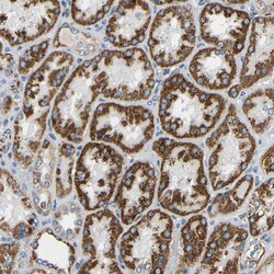 Invitrogen GALNTL4 Polyclonal Antibody 100 &mu;L; Unconjugated:Antibodies,