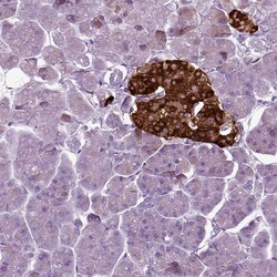 Invitrogen SCG5 Polyclonal Antibody 100 &mu;L; Unconjugated:Antibodies,