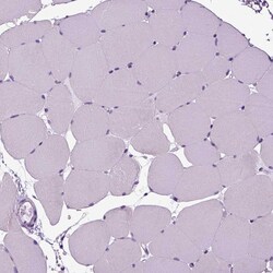 Invitrogen SCG5 Polyclonal Antibody 100 &mu;L; Unconjugated:Antibodies,