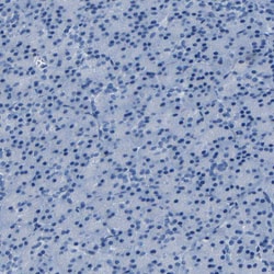 Invitrogen Claudin 11 Polyclonal Antibody 100 &mu;L; Unconjugated:Antibodies,