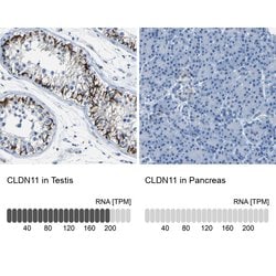 Invitrogen Claudin 11 Polyclonal Antibody 100 &mu;L; Unconjugated:Antibodies,