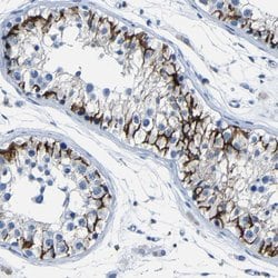Invitrogen Claudin 11 Polyclonal Antibody 100 &mu;L; Unconjugated:Antibodies,