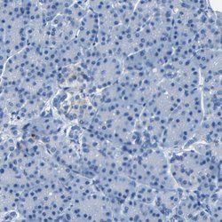 Invitrogen Claudin 11 Polyclonal Antibody 100 &mu;L; Unconjugated:Antibodies,