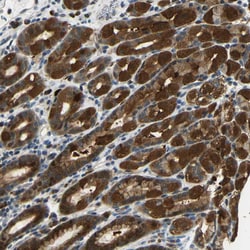 Invitrogen SYDE1 Polyclonal Antibody 100 &mu;L; Unconjugated:Antibodies,