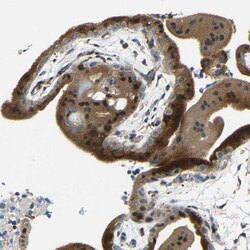 Invitrogen SYDE1 Polyclonal Antibody 100 &mu;L; Unconjugated:Antibodies,
