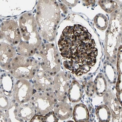 Invitrogen SYDE1 Polyclonal Antibody 100 &mu;L; Unconjugated:Antibodies,