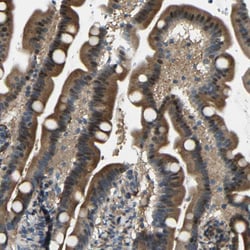 Invitrogen SYDE1 Polyclonal Antibody 100 &mu;L; Unconjugated:Antibodies,