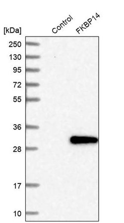 Invitrogen FKBP14 Polyclonal Antibody 100 &mu;L; Unconjugated:Anticuerpos