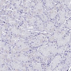 Invitrogen SLC6A1 Polyclonal Antibody 100 &mu;L; Unconjugated:Antibodies,