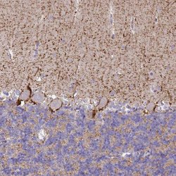 Invitrogen SLC6A1 Polyclonal Antibody 100 &mu;L; Unconjugated:Antibodies,