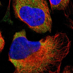 Invitrogen PARD6B Polyclonal Antibody 100 &mu;L; Unconjugated:Antibodies,