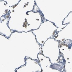 Invitrogen PARD6B Polyclonal Antibody 100 &mu;L; Unconjugated:Antibodies,