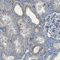 Invitrogen PARD6B Polyclonal Antibody 100 &mu;L; Unconjugated:Antibodies,