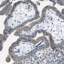 Invitrogen PARD6B Polyclonal Antibody 100 &mu;L; Unconjugated:Antibodies,