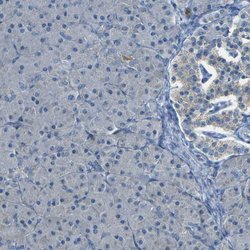 Invitrogen PARD6B Polyclonal Antibody 100 &mu;L; Unconjugated:Antibodies,
