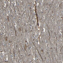 Invitrogen RELL1 Polyclonal Antibody 100 &mu;L; Unconjugated:Antibodies,