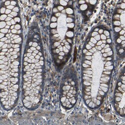 Invitrogen RELL1 Polyclonal Antibody 100 &mu;L; Unconjugated:Antibodies,