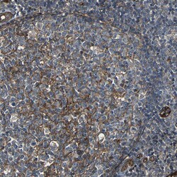Invitrogen RELL1 Polyclonal Antibody 100 &mu;L; Unconjugated:Antibodies,