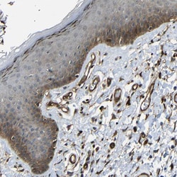 Invitrogen RELL1 Polyclonal Antibody 100 &mu;L; Unconjugated:Antibodies,