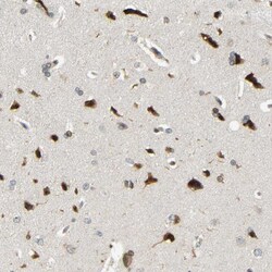Invitrogen SPCS2 Polyclonal Antibody 100 &mu;L; Unconjugated:Antibodies,