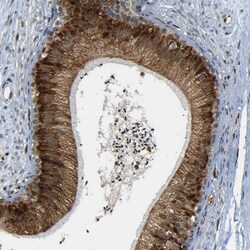 Invitrogen SPCS2 Polyclonal Antibody 100 &mu;L; Unconjugated:Antibodies,