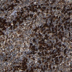 Invitrogen SPCS2 Polyclonal Antibody 100 &mu;L; Unconjugated:Antibodies,