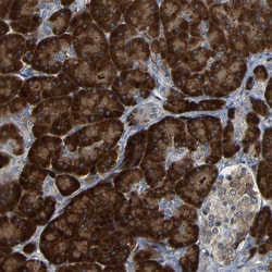 Invitrogen SPCS2 Polyclonal Antibody 100 &mu;L; Unconjugated:Antibodies,