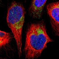Invitrogen FAM171B Polyclonal Antibody 100 &mu;L; Unconjugated:Antibodies,