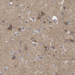 Invitrogen FAM171B Polyclonal Antibody 100 &mu;L; Unconjugated:Antibodies,