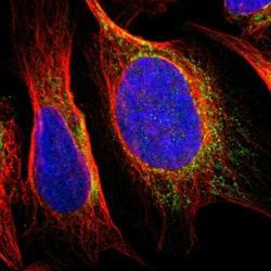 Invitrogen SNX19 Polyclonal Antibody 100 &mu;L; Unconjugated:Antibodies,