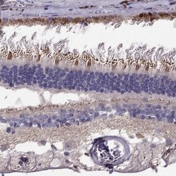 Invitrogen LRIT3 Polyclonal Antibody 100 &mu;L | Buy Online | Invitrogen&trade; | Fisher Scientific