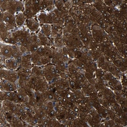 Invitrogen PREB Polyclonal Antibody 100 &mu;L; Unconjugated:Antibodies,