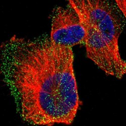 Invitrogen HIP1 Polyclonal Antibody 100 &mu;L; Unconjugated:Antibodies,