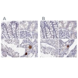 Invitrogen C16orf89 Polyclonal Antibody 100 &mu;L; Unconjugated:Antibodies,