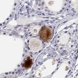 Invitrogen C16orf89 Polyclonal Antibody 100 &mu;L; Unconjugated:Antibodies,