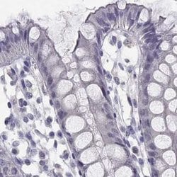 Invitrogen C16orf89 Polyclonal Antibody 100 &mu;L; Unconjugated:Antibodies,
