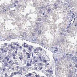 Invitrogen C16orf89 Polyclonal Antibody 100 &mu;L; Unconjugated:Antibodies,