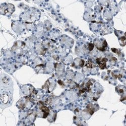 Invitrogen HSPA12B Polyclonal Antibody 100 &mu;L; Unconjugated:Antibodies,