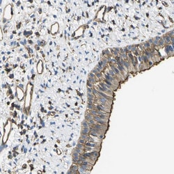 Invitrogen GRRP1 Polyclonal Antibody 100 &mu;L; Unconjugated:Antibodies,