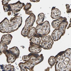 Invitrogen OS9 Polyclonal Antibody 100 &mu;L; Unconjugated:Antibodies,