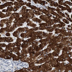Invitrogen FMO3 Polyclonal Antibody 100 &mu;L; Unconjugated:Antibodies,