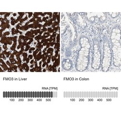 Invitrogen FMO3 Polyclonal Antibody 100 &mu;L; Unconjugated:Antibodies,