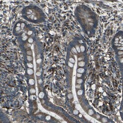 Invitrogen LSMEM1 Polyclonal Antibody 100 &mu;L; Unconjugated:Antibodies,